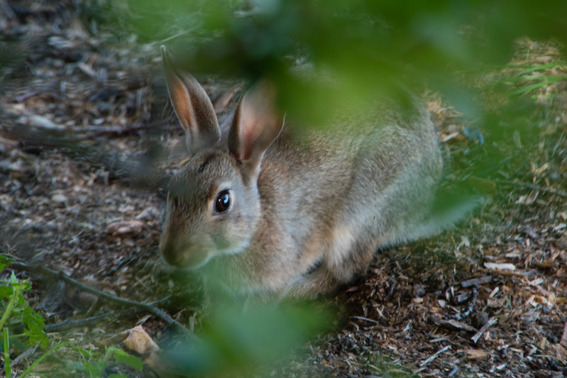 Rabbit peeping out, Mary Arden's Farm