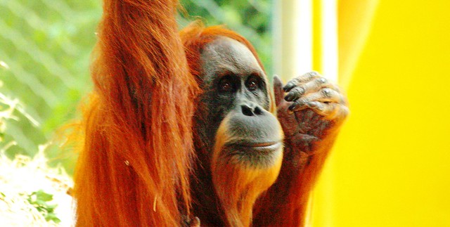Sumatra Orangutan MATRA