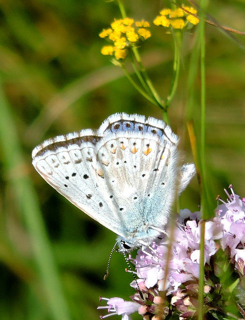 Mestia, Georgia. Hairstreak Butterfly. A real beauty.