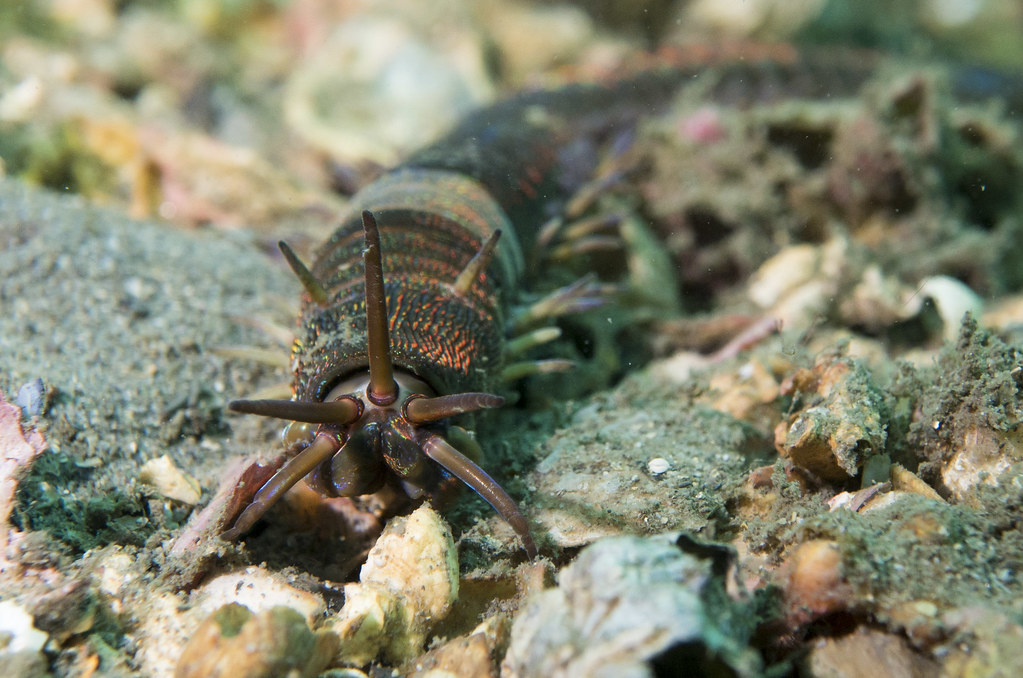 Eunice sp. Iridescent biting worm - mini monster #marineex…