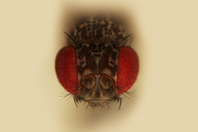 Drosophila. Small Fruit Fly