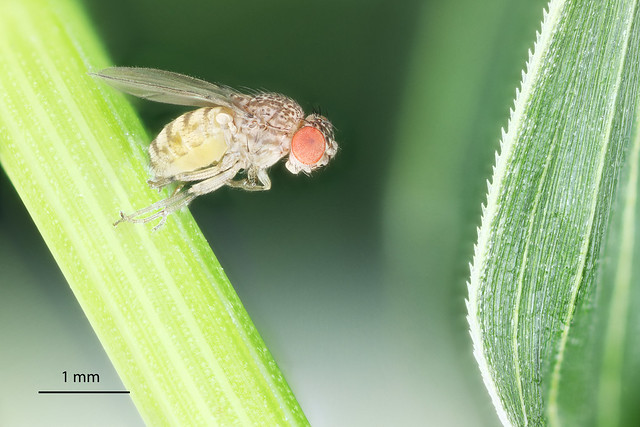 Drosophila. Small Fruit Fly