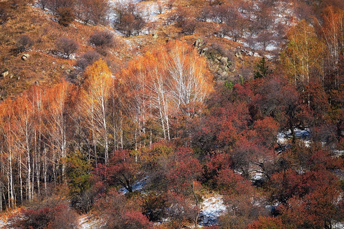 almaty kazakhstan central asia transilialatau tausamal mountains autumn snow october 2018 trees leaves golden red birch bush landscape