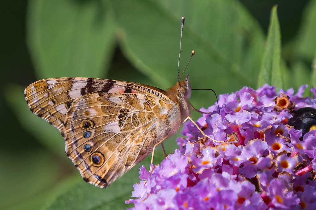 Painted Lady.......