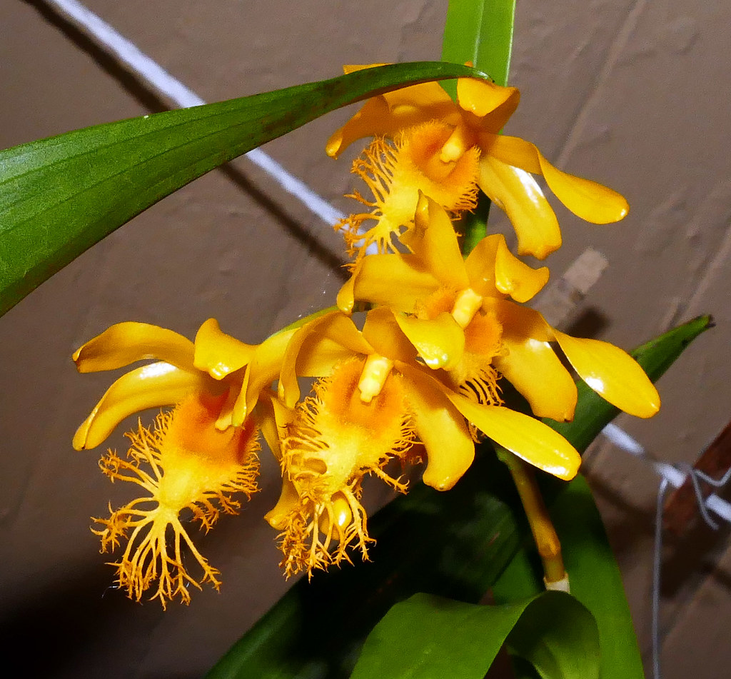 Kết quả hình ảnh cho Dendrobium brymerianum