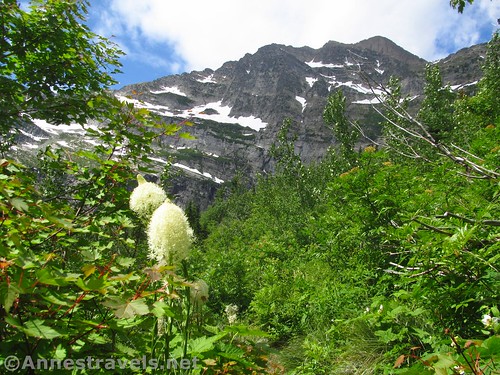 Beargrass along the trail shortly before Leigh Lake in the Cabinet Mountains Wilderness, Montana