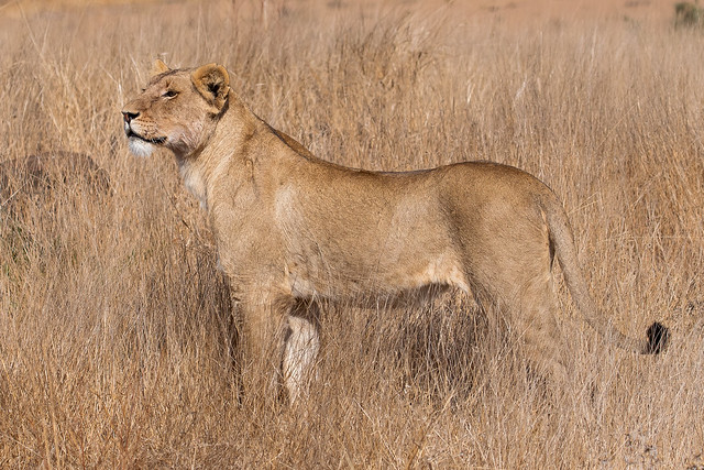 lioness - Kruger NP - South Africa