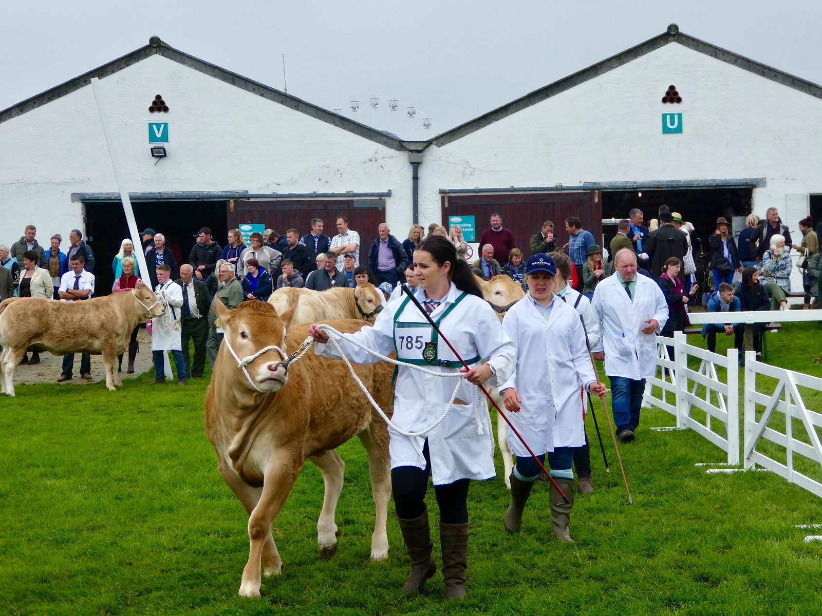 Cattle classes, Great Yorkshire Show, Harrogate 