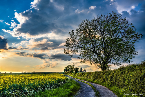 toplodge pytchley northamptonshire england english eastmidlands uk nikon d850 hdr lightroom landscape countryside rural nature natural farming fields ashtree oaktrees rapeseed track lane hedgerows clouds cloudscape light lightandshade evening may spring springtime colour yellow blue tranquil beauty serene