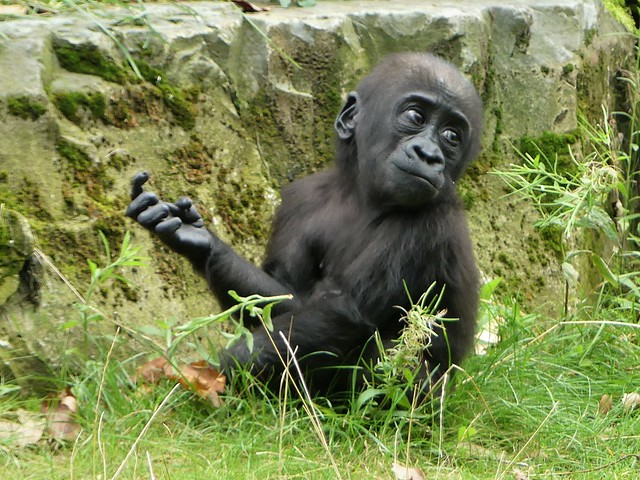Westafrikanischer Gorilla