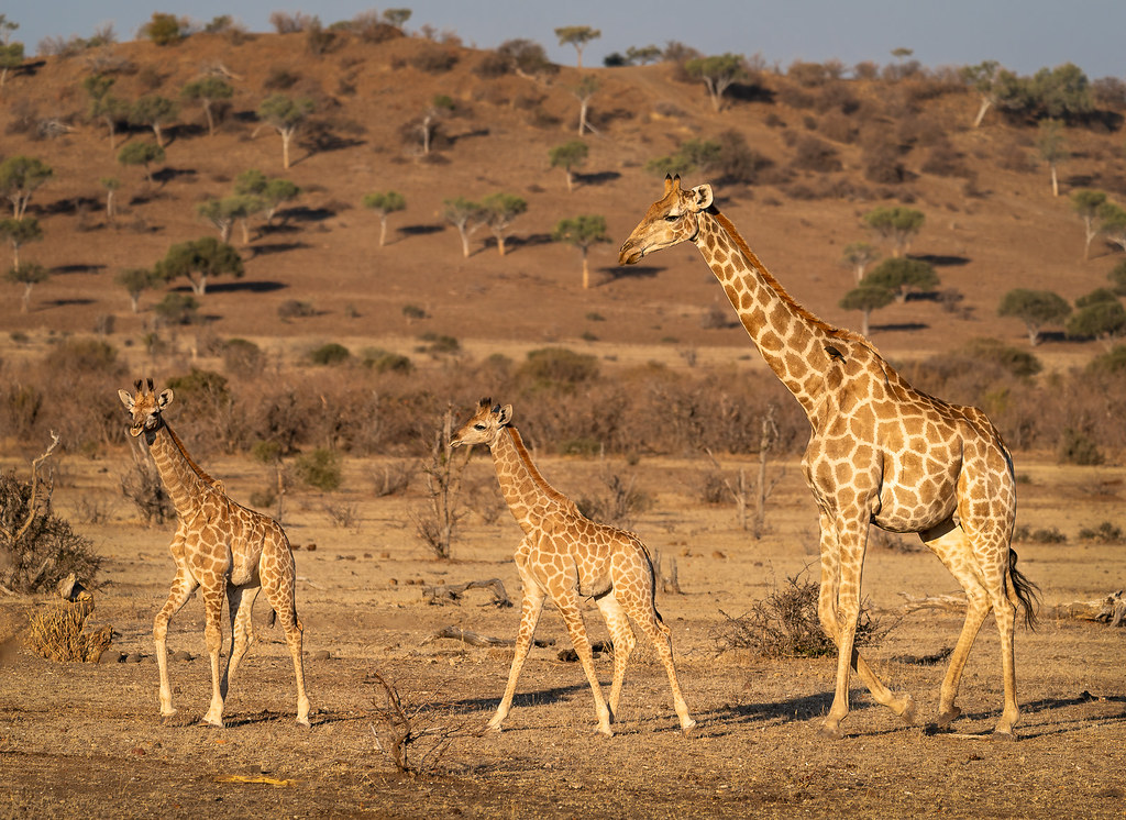 Giraffe Family | Giraffes almost seem to move in slow motion… | Flickr