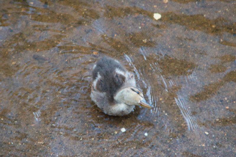 Duckling alone, Bridgnorth
