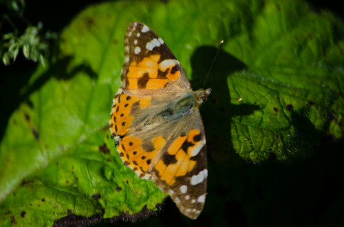 Painted lady resting