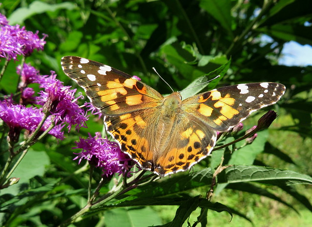 Painted Lady Butterfly Feeding On Tall Ironweed Flowers IMG_3433