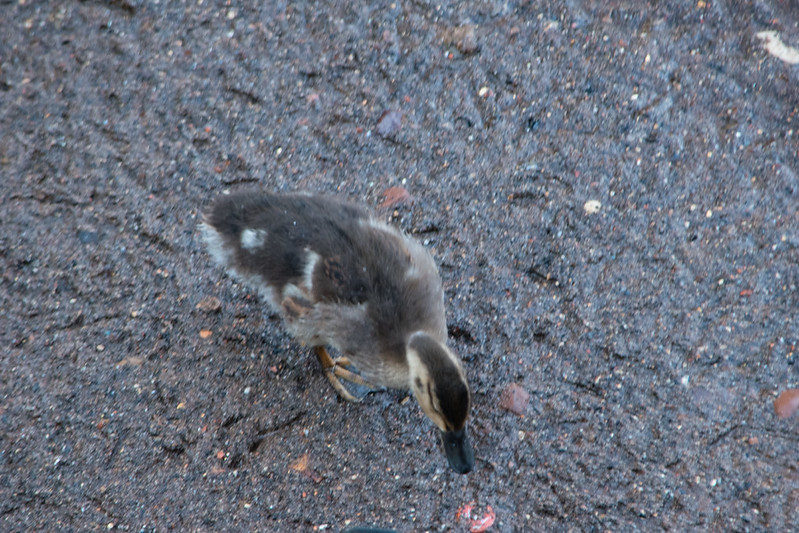 Duckling alone, Bridgnorth