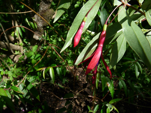 Fuchsia hatschbachii P. Berry 1985 (ONAGRACEAE).