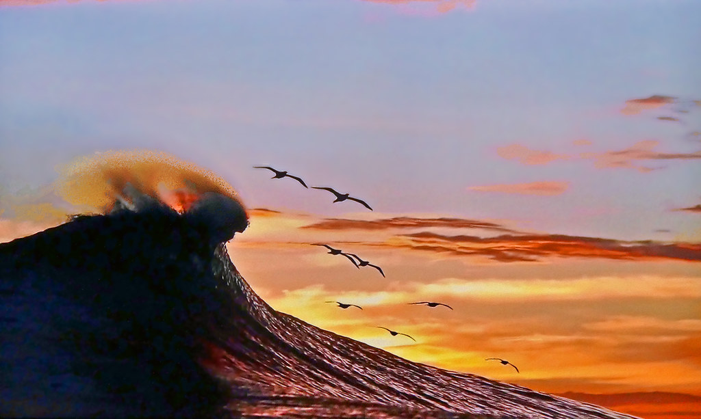 SUNSET - Seagulls enjoy the upward wind in front of the wave