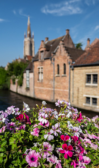Flowers - Bruges (Olympus OM-D EM1.2 & Leica DG Summilux 10-25mm f1.7 Zoom) (1 of 1)