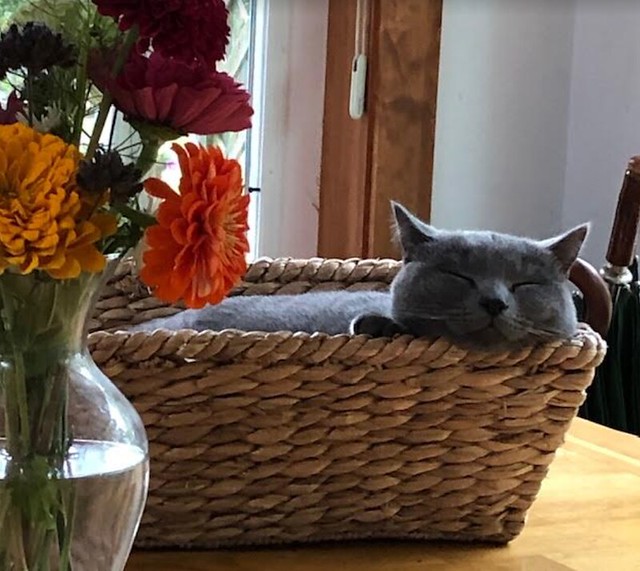 Otto in basket