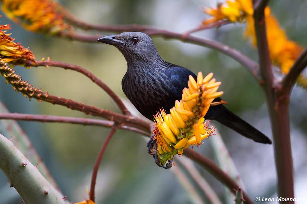 Red-winged Starling, female