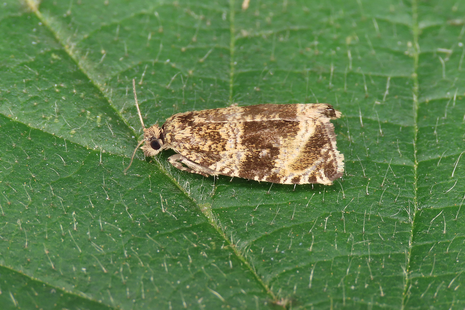 49.166 Common Marble - Celypha lacunana