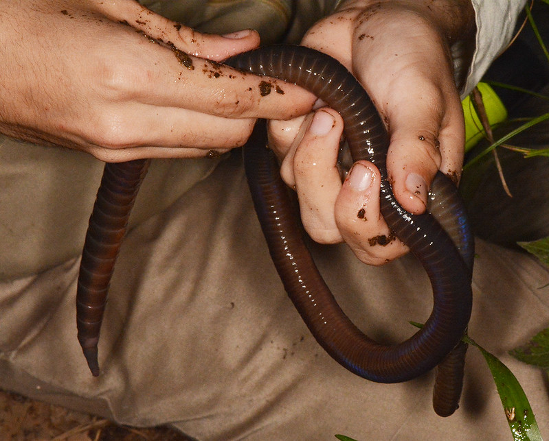 Giant earthworm, Colombian highlands, Art