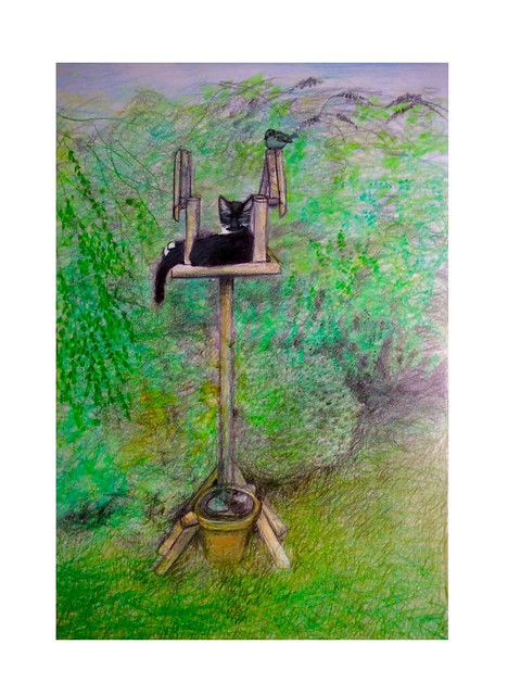Jenkins asleep on the bird table. Coloured pencil drawing on white card by jmsw.