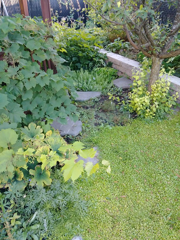 Mon petit jardin de banlieue (Lavandula 2019) - Page 12 48650146692_9e0feb3d46_c