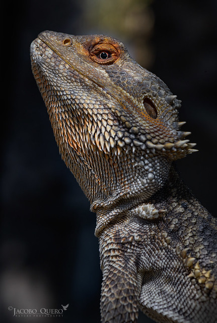 Dragón barbudo/ Beared dragon (Pogona vitticeps)
