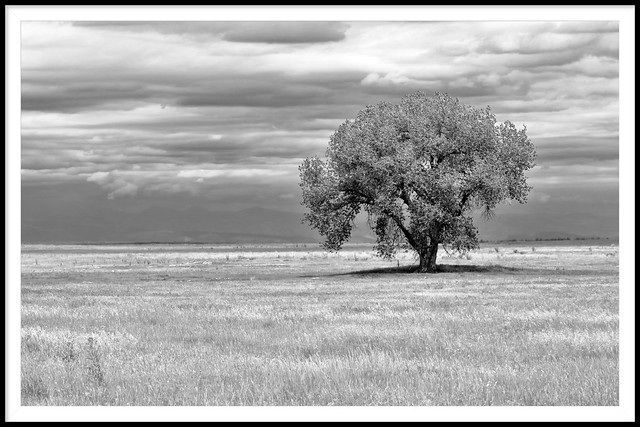Lonesome Tree