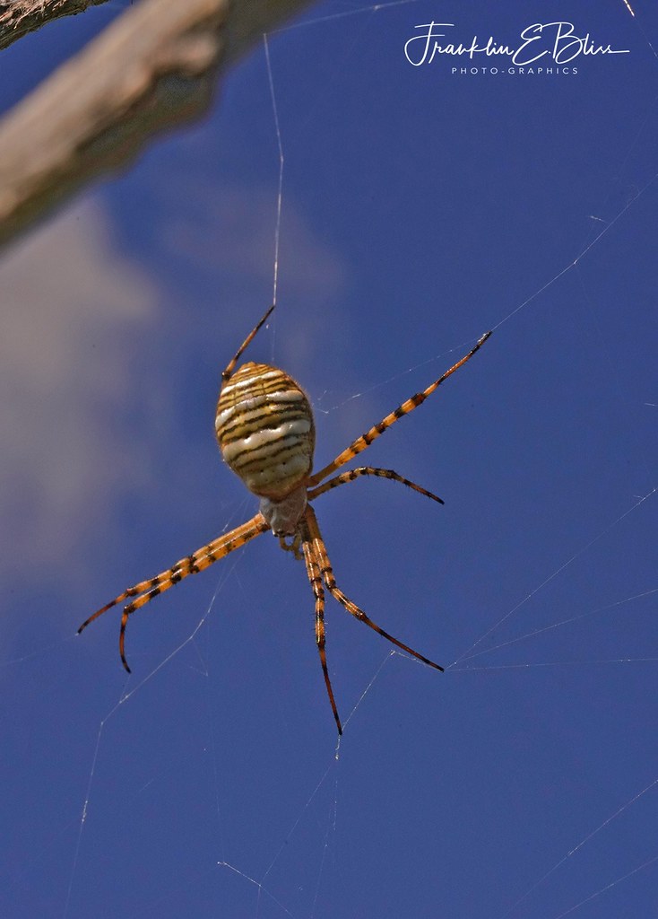 An Orb Spider