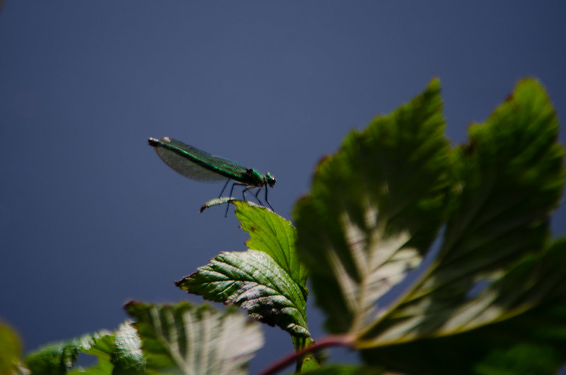 More banded demoiselles, canalside, Smestow Valley