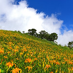 Orange Daylily ,  Taitung
