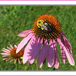 Bee On Echinacea