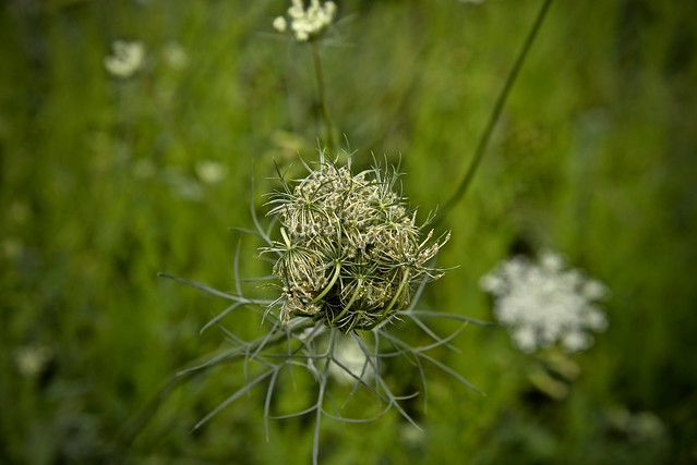 Queen Anne's Lace bud - Daucus carrot  - LeRoy Oakes - Saint Charles IL