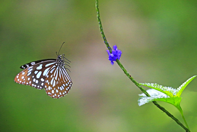 Ceylon Blue Glassy Tiger 擬旖斑蝶 : Approaching . . .
