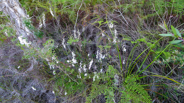 Epacris obtusifolia habit
