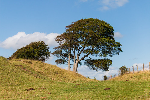 oliverscastle ironage hillfort siteofbattle bank earthwork ditch grass tree fence sky landscape wiltshire roundway hill