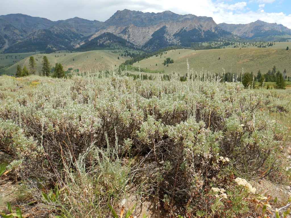 PRAIRIE CREEK LOOP SKI