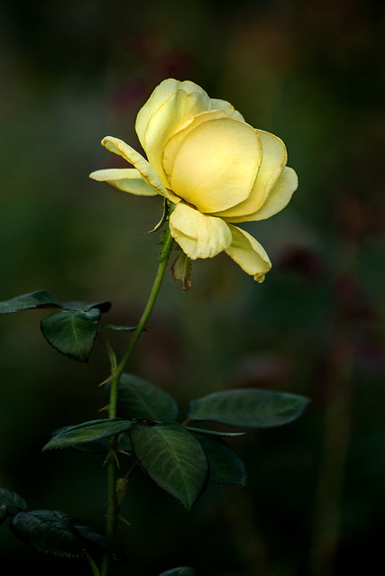 Profile of a Yellow Rose 3-0 F LR 8-11-19 J133