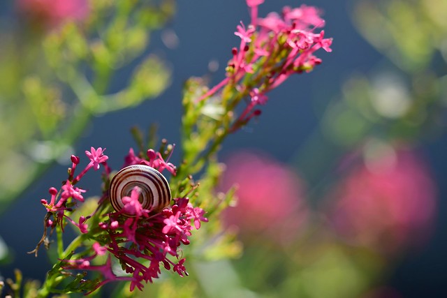 Un escargot dans son écrin de fleurs
