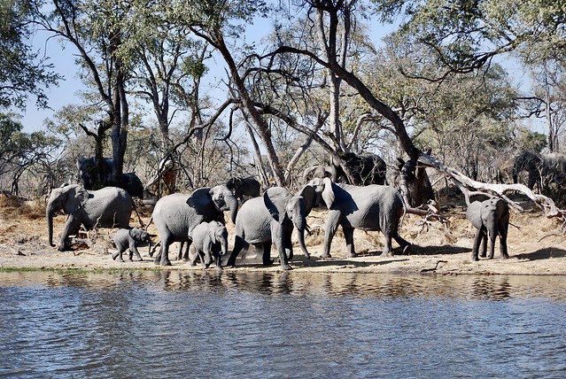 BOTSWANA - Chobe National Park