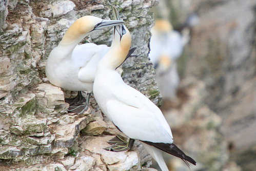 Bempton Cliffs | by SR Photos Torksey