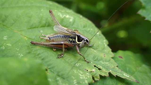 Roesel's Bush-cricket