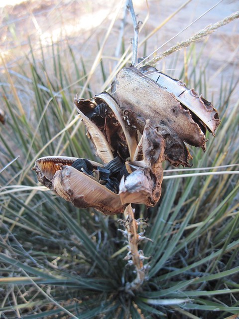 Milkweed pod, Apache County, Arizona