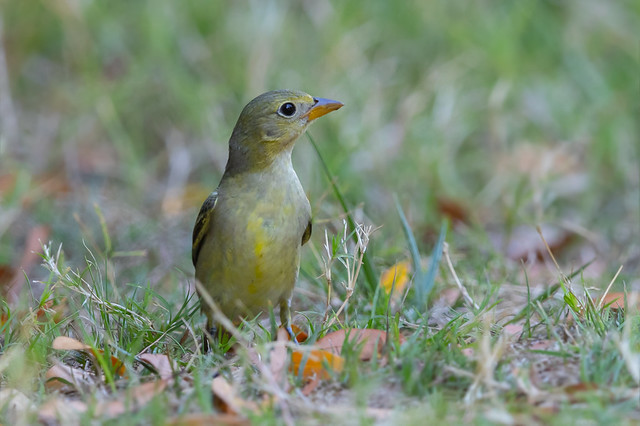 Western Tanager (X91_1936-1)