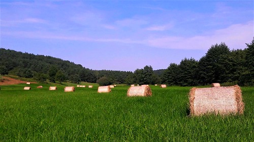 field meadow green blue sky landscape summer