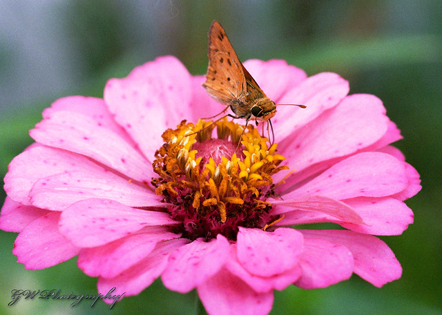 Moth On A Flower