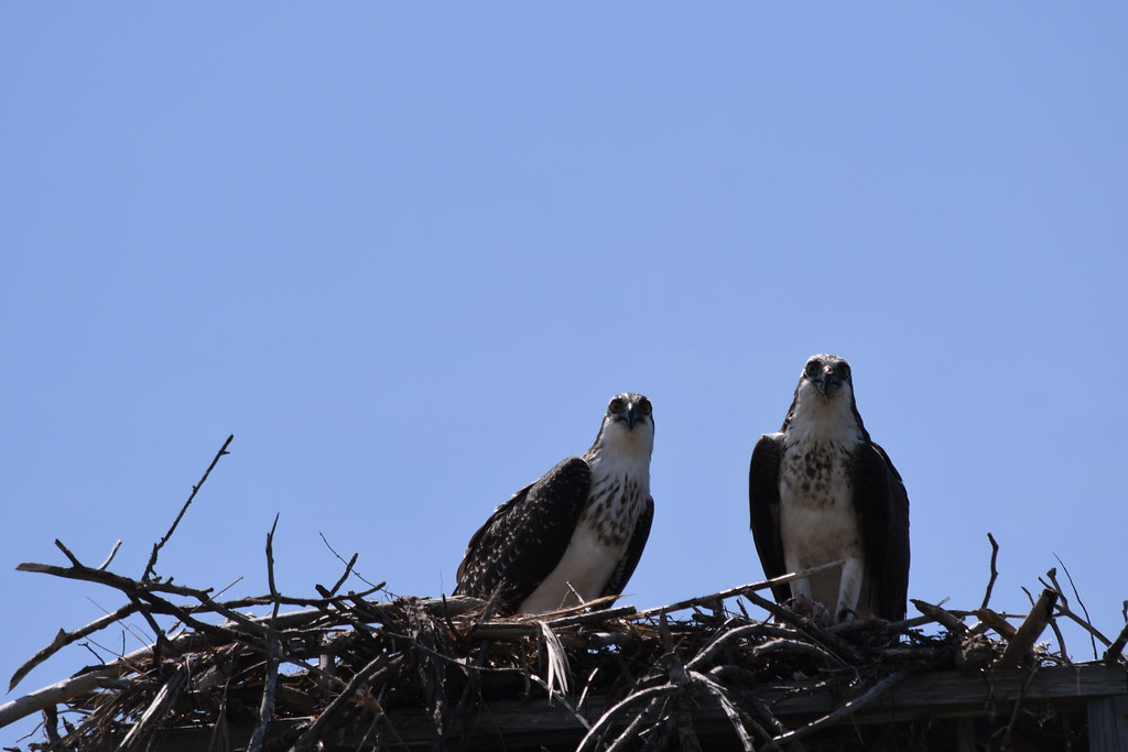 osprey nest