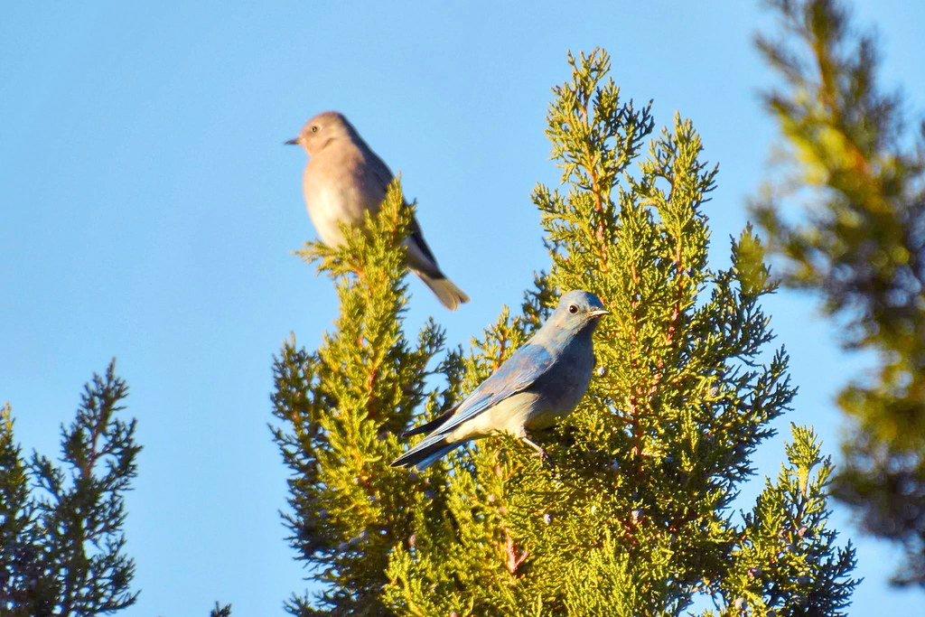 Mountain bluebird